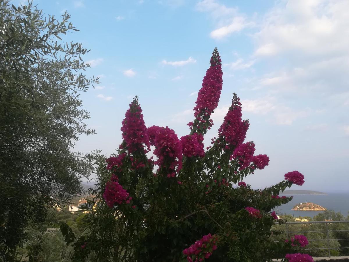 Villa Πέτρα, Ελιά Και Λεβάντα Tolón Exterior foto